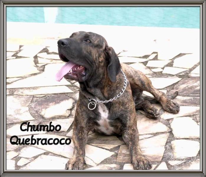 Chumbo Quebracoco