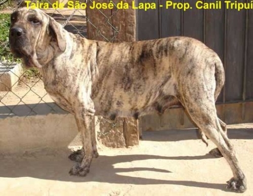 TAIRA DE SAO JOSE DA LAPA