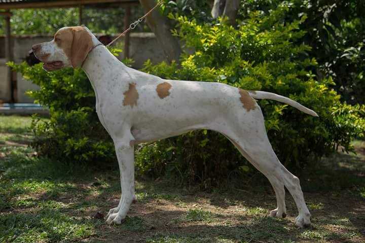 Monilus Doña Dicha