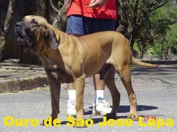Ouro de São José da Lapa