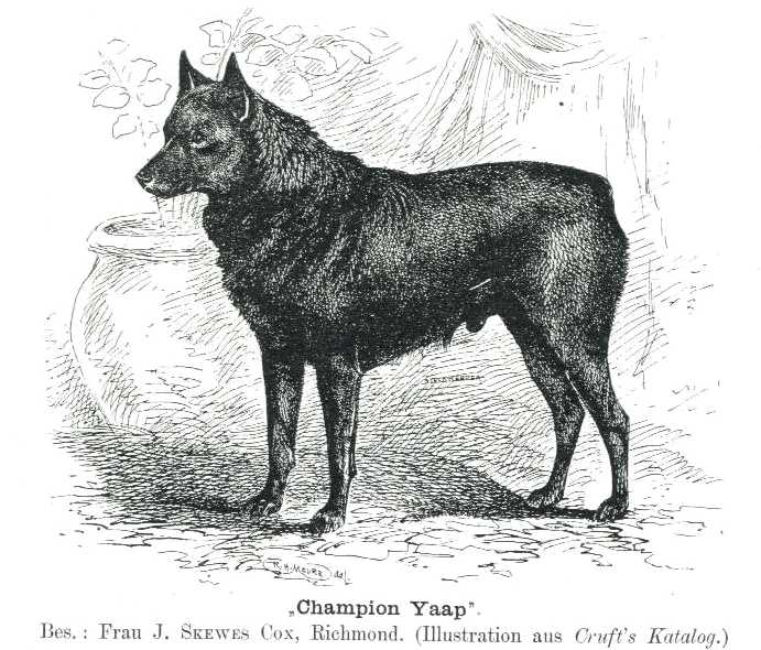 Yaap (c.1904) [Frau J. Skewes Cox, Richmond]