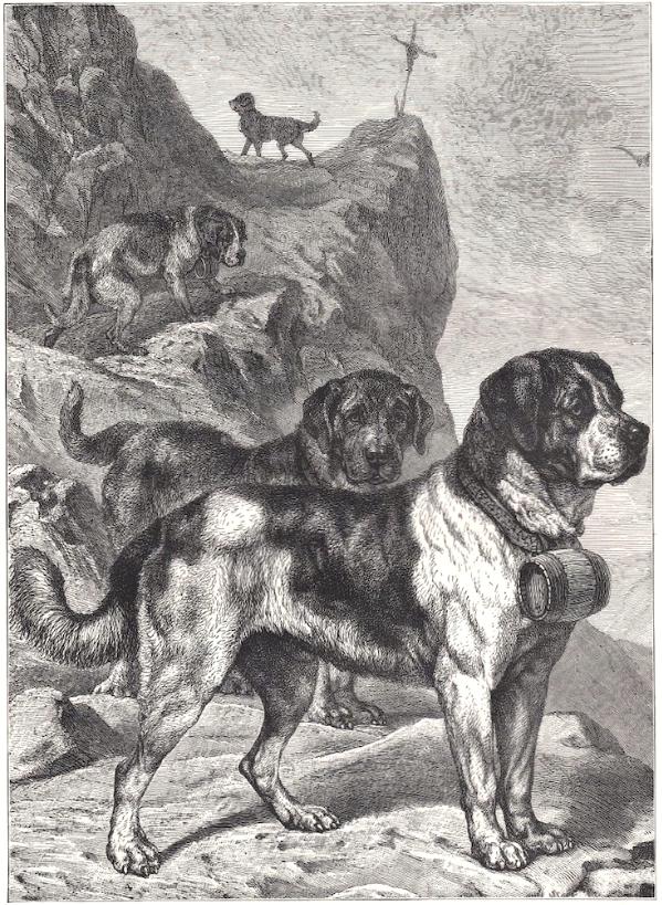 St. Bernard Dogs of the past (c.1890)