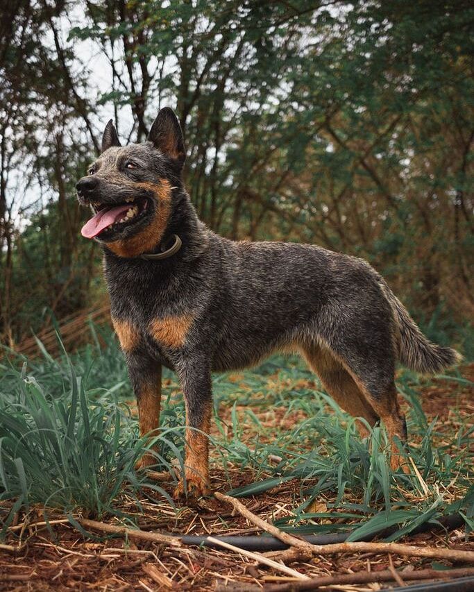 Charlotte z. m. g. c.  Heeler Selivon