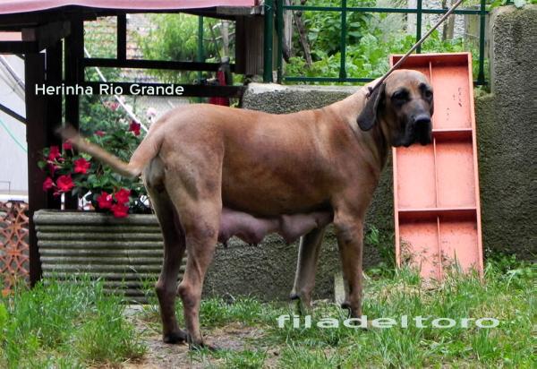 Herinha Rio Grande