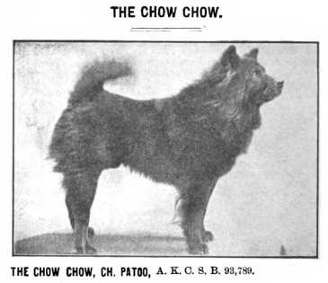 Patoo AKC SB 093789