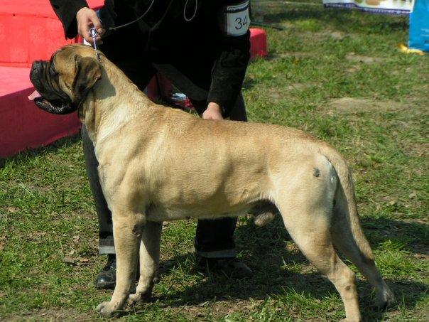 Mako od  Bullcania