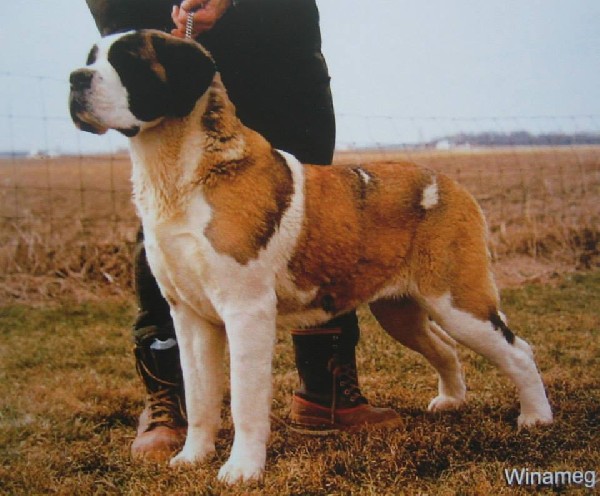 Opdyke's Winameg