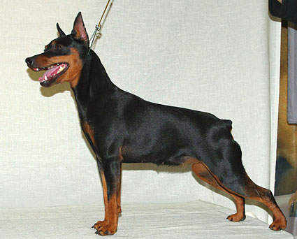 Malenkiy Kapitan Shagane