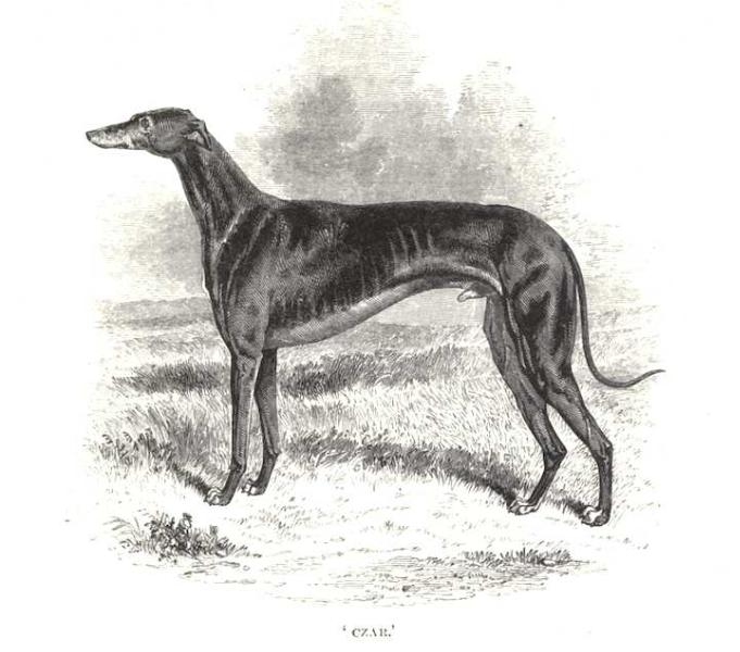 Czar (1848) [Mr. Loder's]