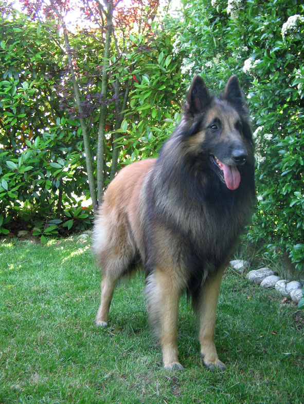 Balder dell'Antico Fiammingo