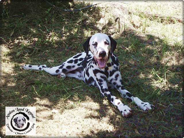 Handsome of Avalon Land