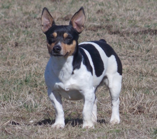 Aspen's Sparticus of C.C.K.