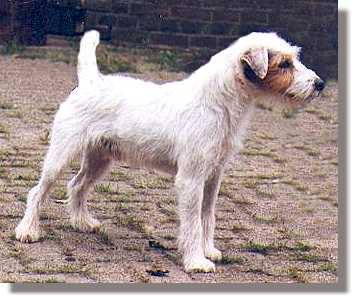 Ridley Reiver