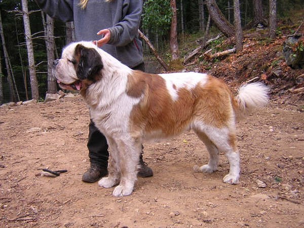 New Sage Handsome K Lasquite