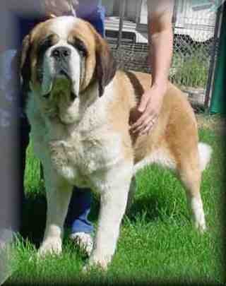 Stoan's Quesadilla New