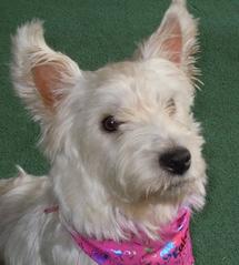 Happy Daisy Murdina Kilbey