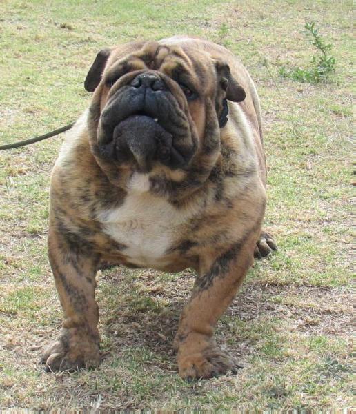 Curaka de Pinto Bull