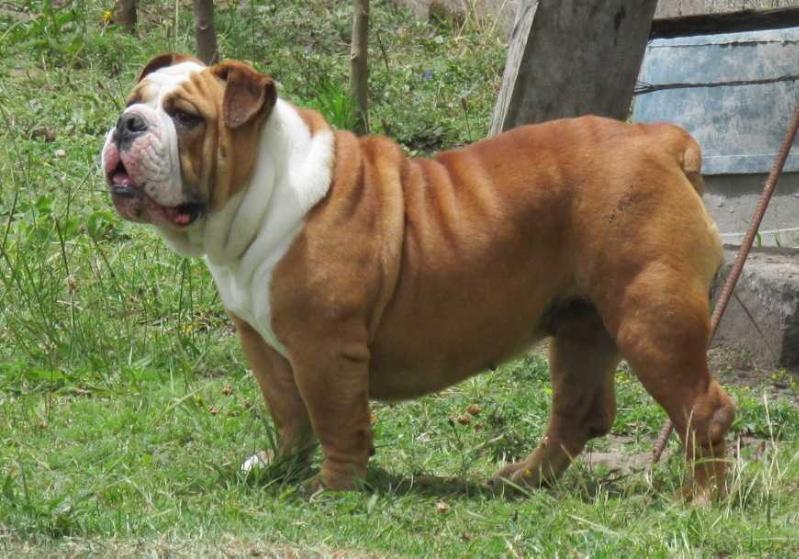 PENELOPE DE PINTO BULL