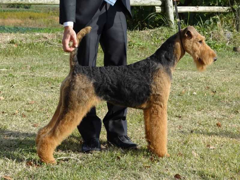 C.K.Terra JP*S RangelCeltic Bellona