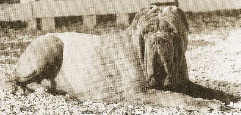 Mose (Sansone II di Ponzano x Giada)