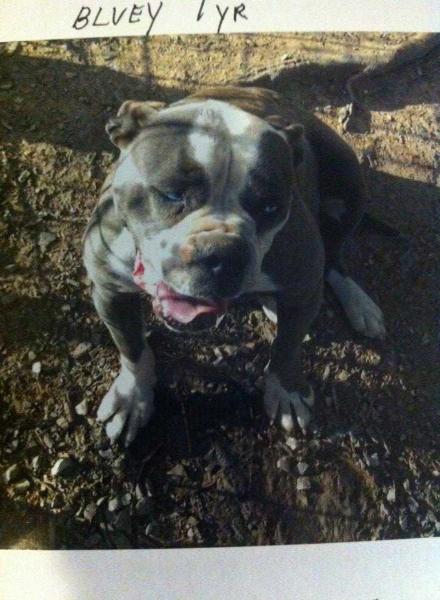 Abney's Big Bluey of Estill