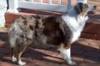 Integritys Little Miss Checkers