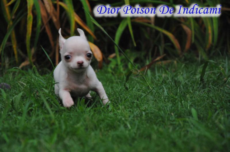 Dior Poison De Indicami