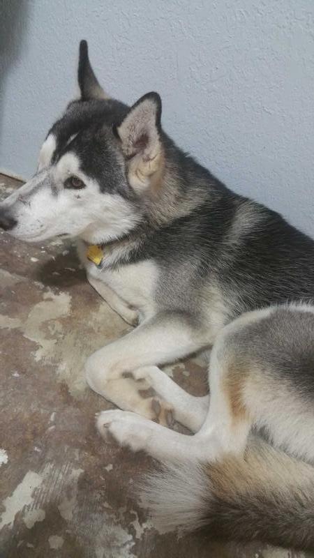 Loki The Trickster