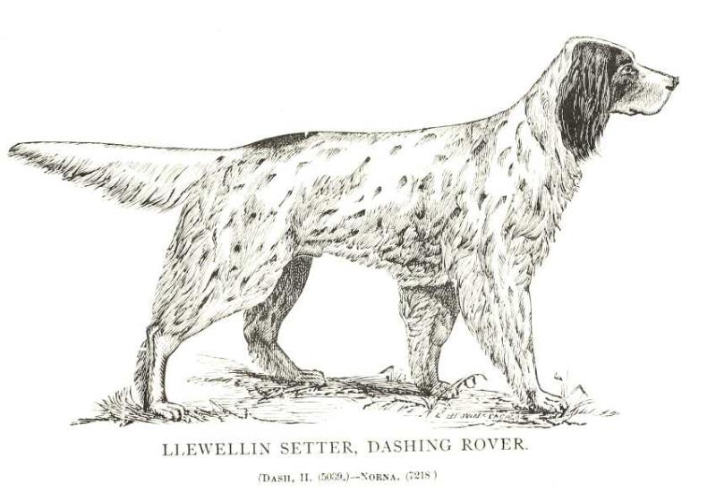 Dashing Rover (Dash II x Norna) (11371)