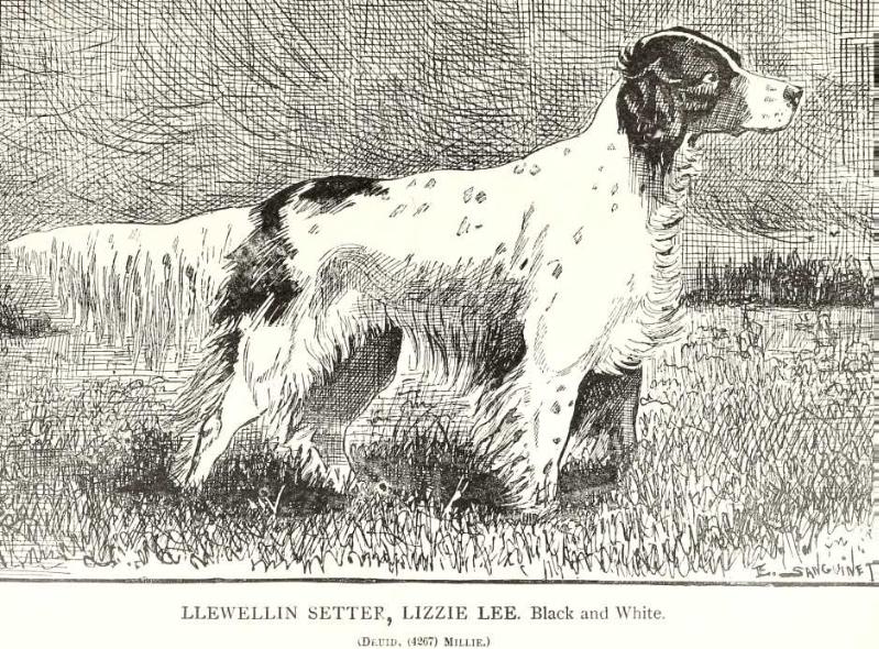 Lizzie Bee