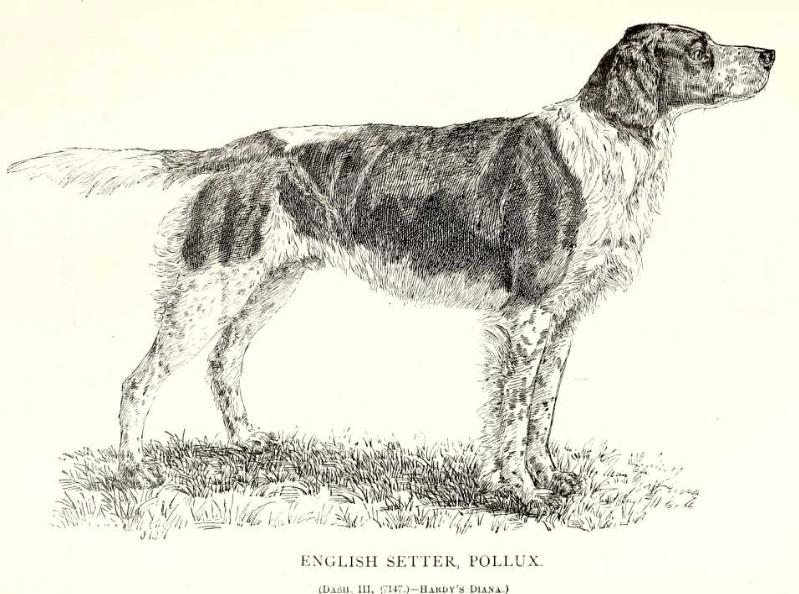 Pollux (Dash III x Hardy's Diana)