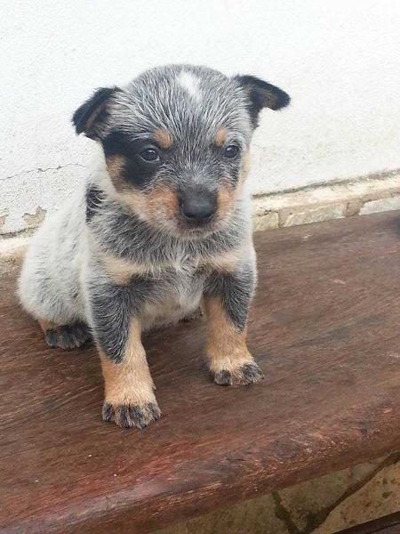 THOR II BLUE do NVBK HEELER SELIVON