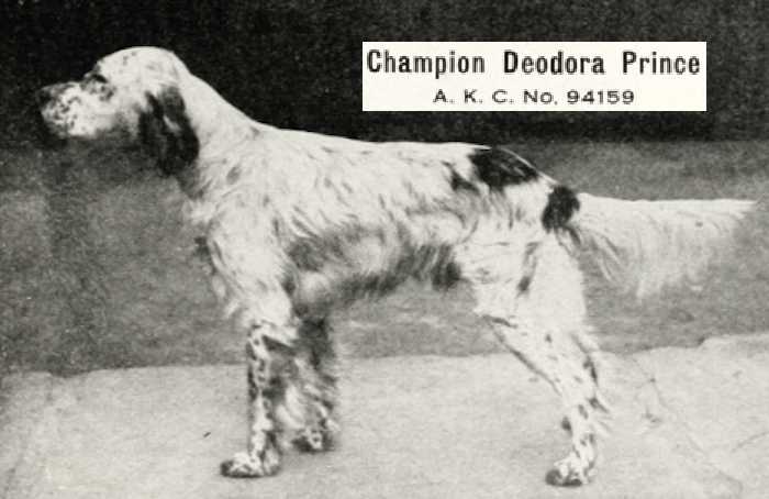 Deodora Prince 094159 vXXIII