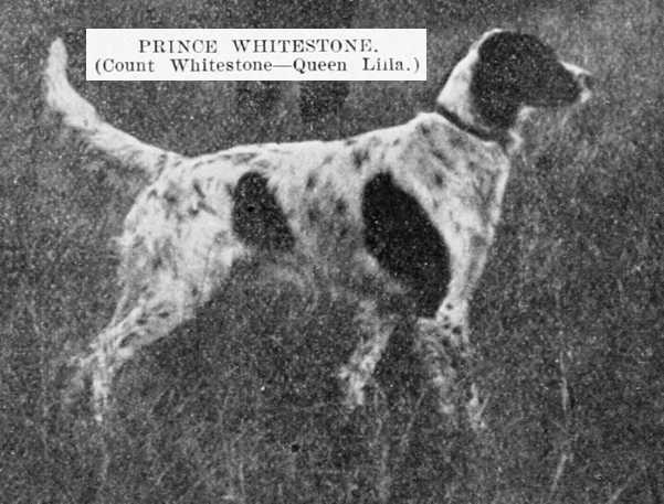 Prince Whitestone (Count Whitestone x Queen L?la)