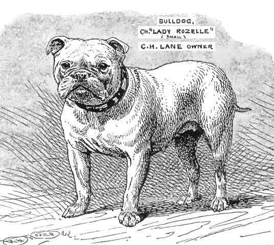 Lady Rozelle [C.H.Lane's]