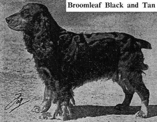 Broomleaf Black and Tan