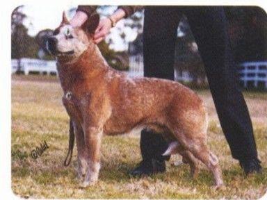 Arakoon True Red Ozzie