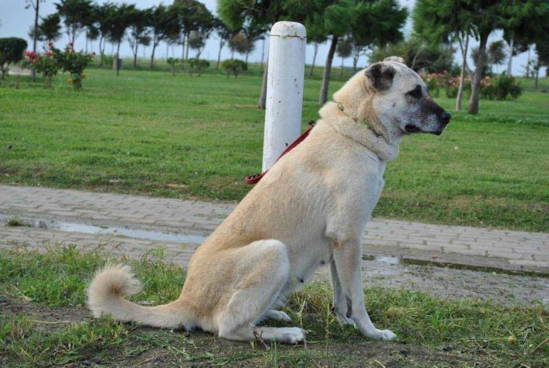 Sirin