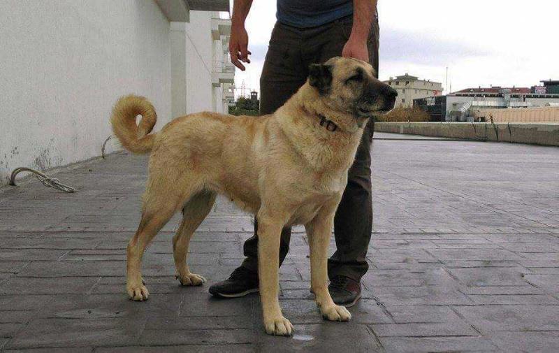 Karakız