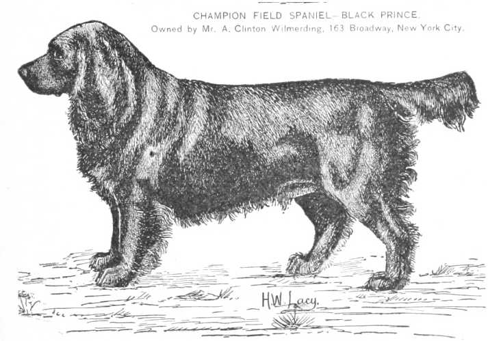 Black Prince [Mr A Clinton Wilmerding]