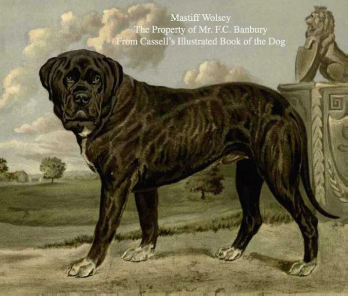 Wolsey [Mr F.C. Banbury's]