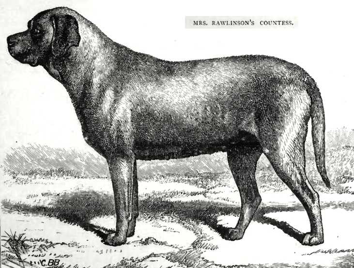 Countess [Mrs Rawlinson's]
