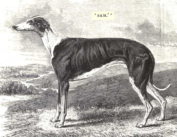 Sam (1847) [Mr Gibson's]
