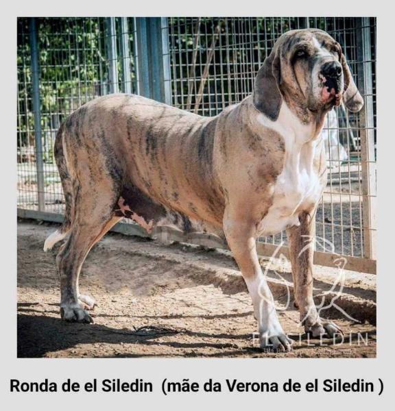 Ronda de El Siledin