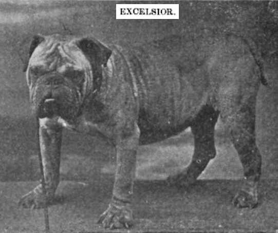 Excelsior (~1904)
