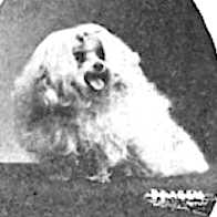 Travilla Kennel's Queen