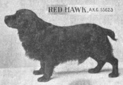 Red Hawk (055623)