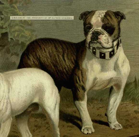 Smasher [Mr Alfred Benjamin's]