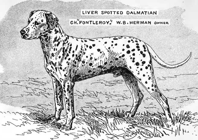 Fontleroy [W.B. Herman's]