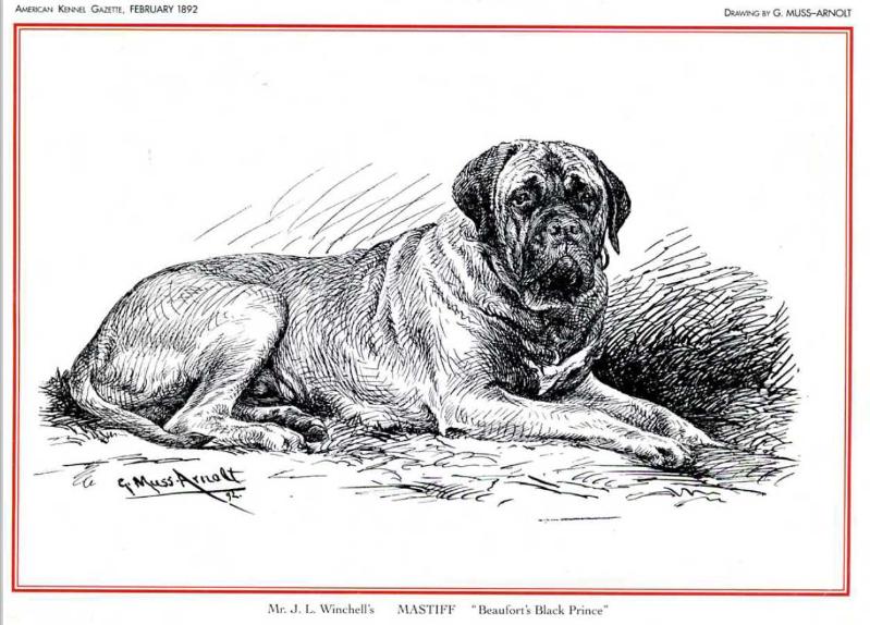 Beaufort's Black Prince